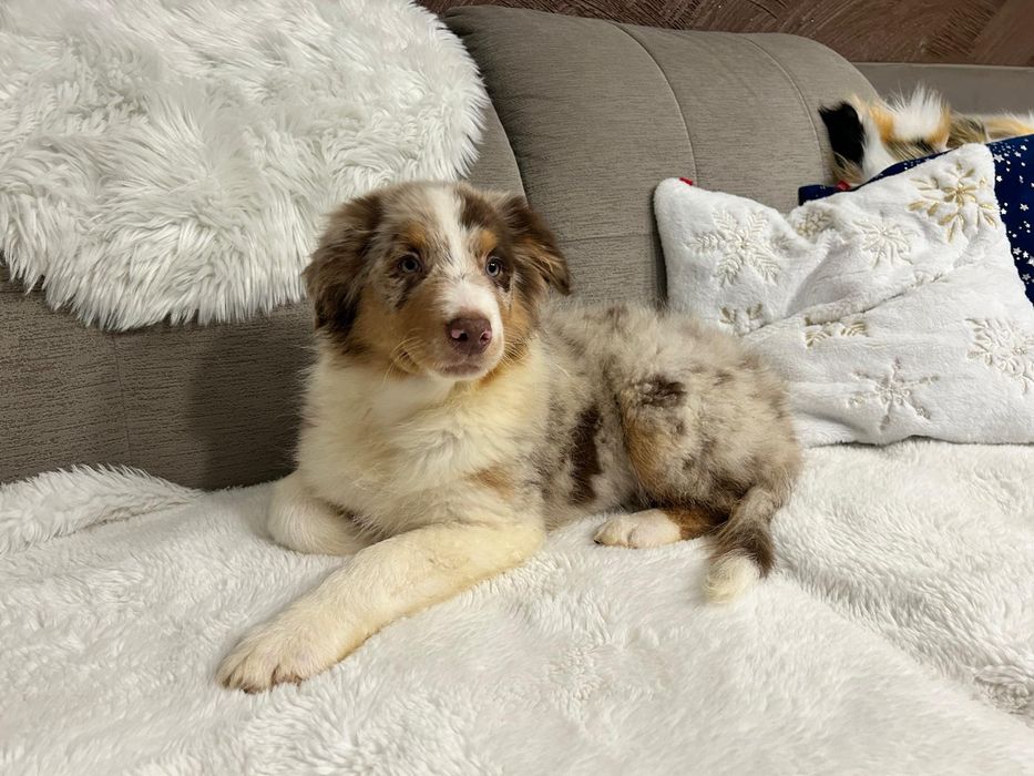 Owczarek Australijski typ amerykański piesek