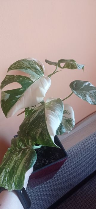 Монстера варієгантна, альба