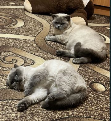 Елітні шодланські висловухі кошенята