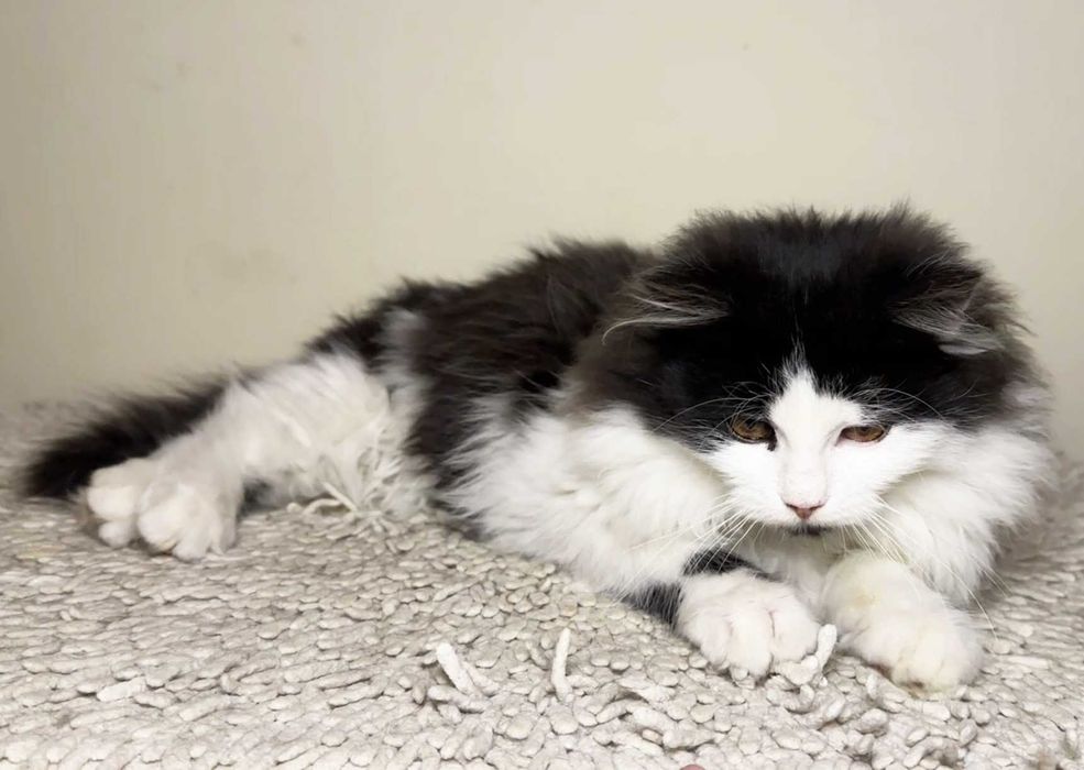 Пухнастий малюк Ларік шукає дім і люблячу людину! кошеня 4.5міс кіт