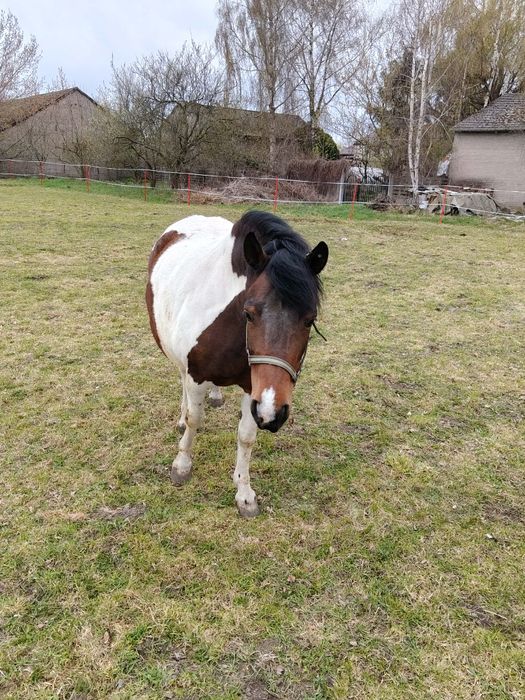 Klacz Huculska 8 lat