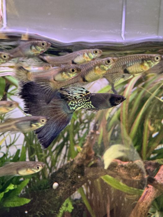 Guppy Blue Metal Snakeskin ( casal )