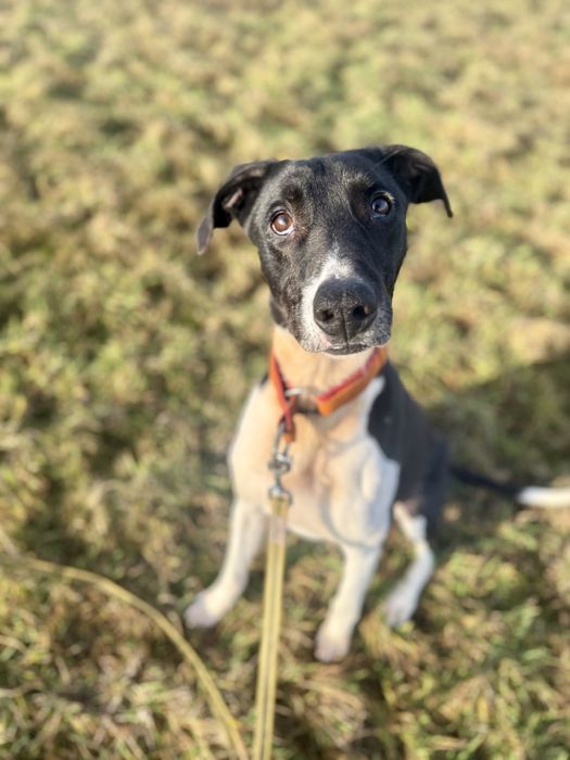 Mix charta z amstaffem Boczek do adopcji