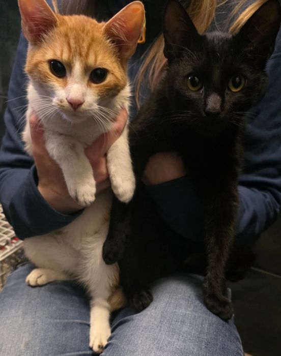 Kocurki proszą o dom