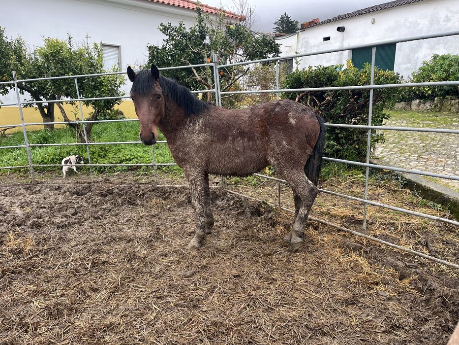 Ponei macho 2.5 anos