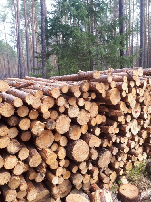 Drewno opałowe sosna