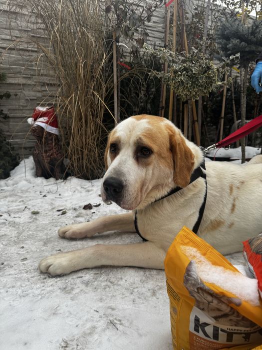 Kalis w typie owczarka srodkowoazjatyckiego