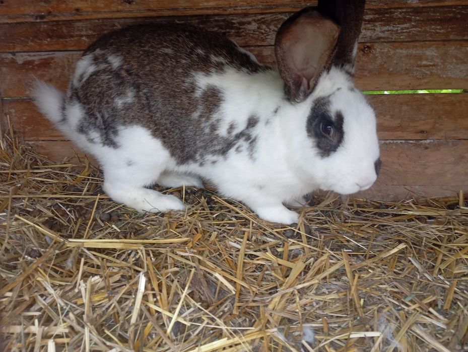 Продам кроликів!