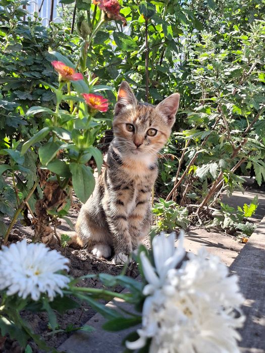 Віддам кошеня у добрі руки безкоштовно