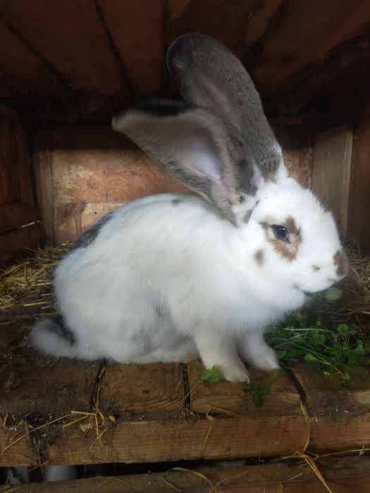 Młode krolice rasy duże