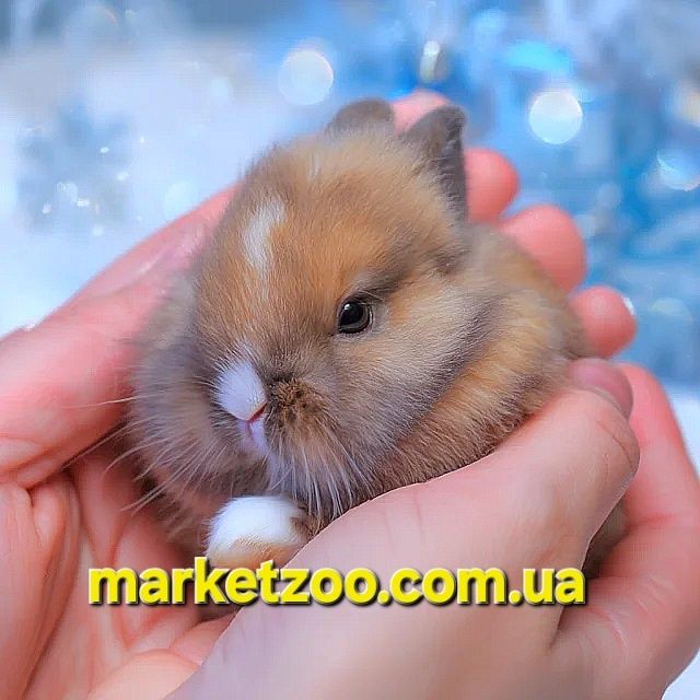 Карликовые карликові кролики мини міні Левоголовий Lionhead Львиноголо