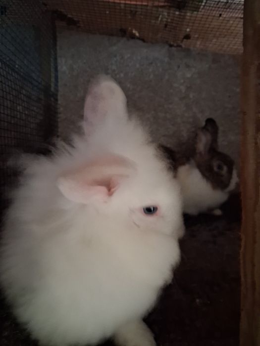 Vendo coelhos várias cores e tamanhos