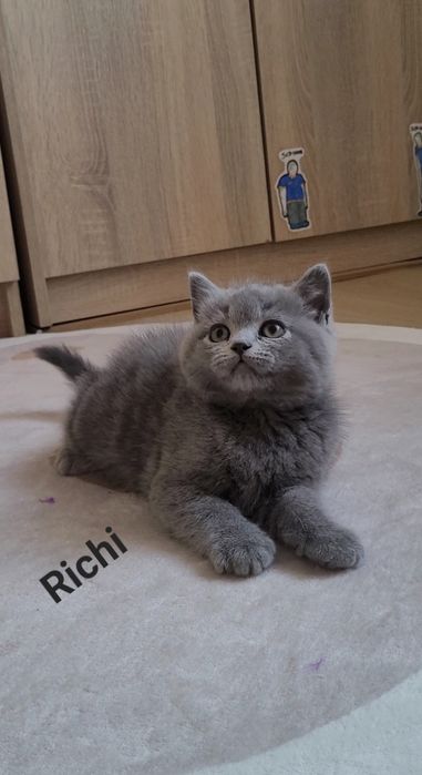 Kot brytyjski niebieski