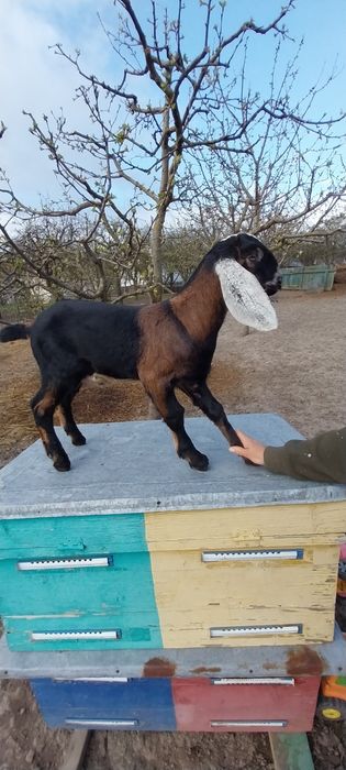 Англо-нубійський цап