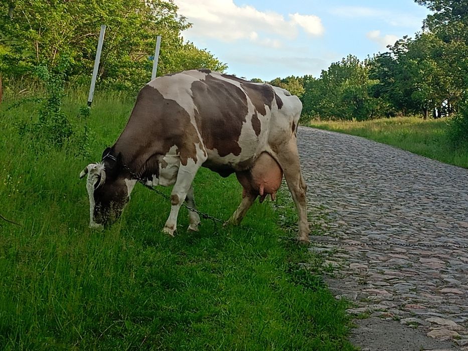 Продам 2 тільних корови