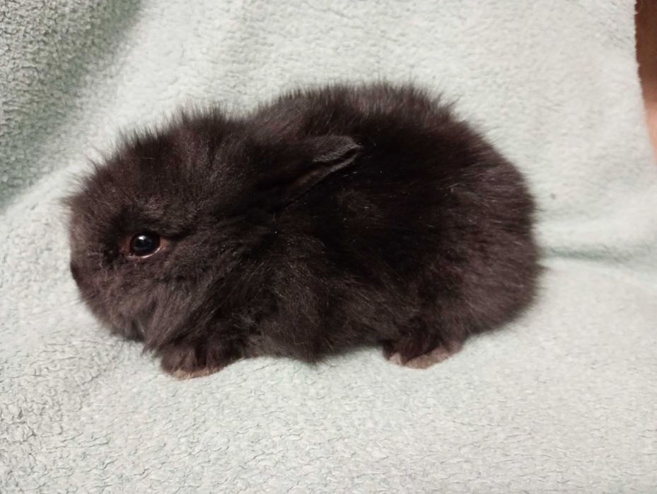 Króliki miniaturki karzełek teddy