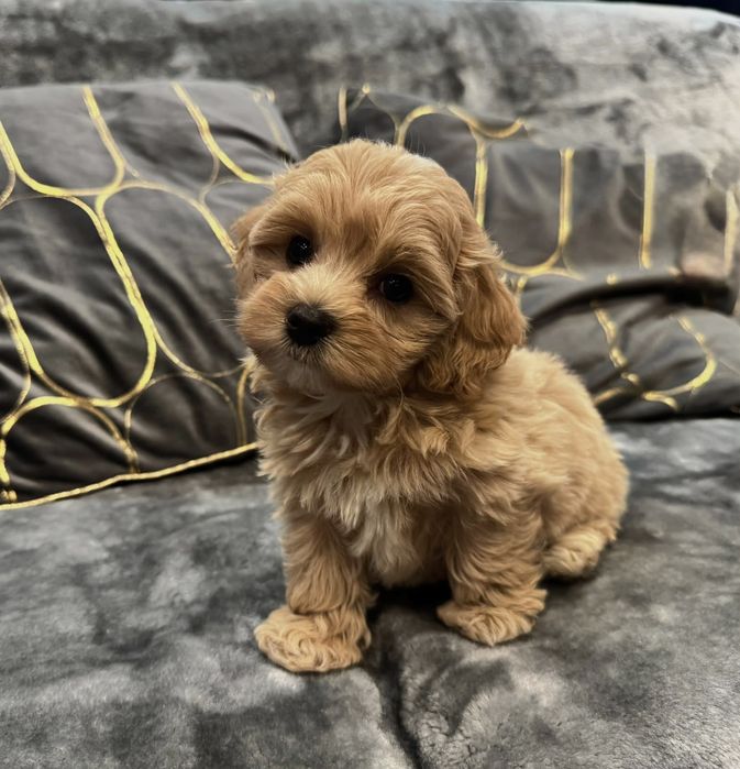 CUDOWNY Szczeniak Maltipoo  ! Rodowód + Chip!