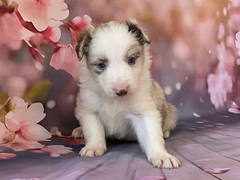 Border Collie chłopiec AMOR