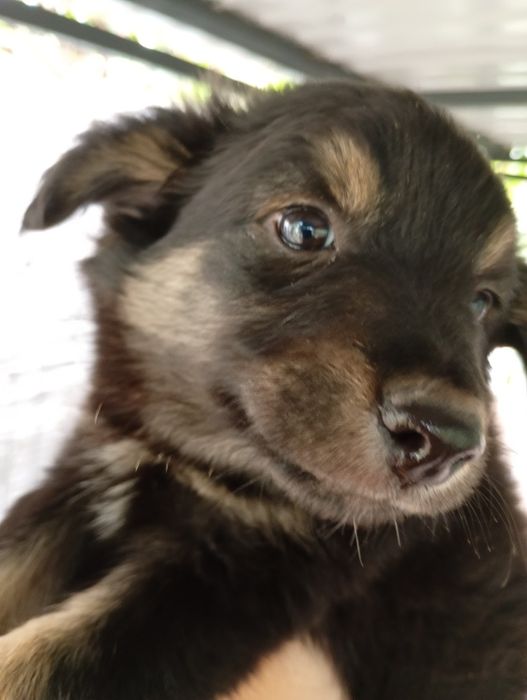 Хлопці медвежата, пухнасті і невеличкі. Від маленької собачки