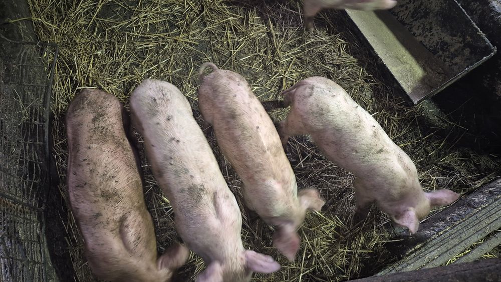 Продам  поросят  від 1 місяця