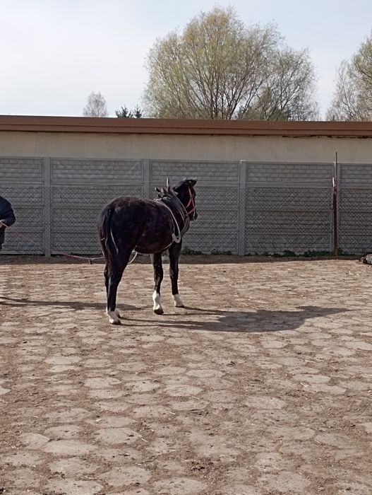 Koń Śląski skarogniady w siwiźnie