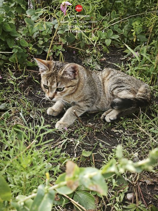 Samica kotek 3 miesiace Kot