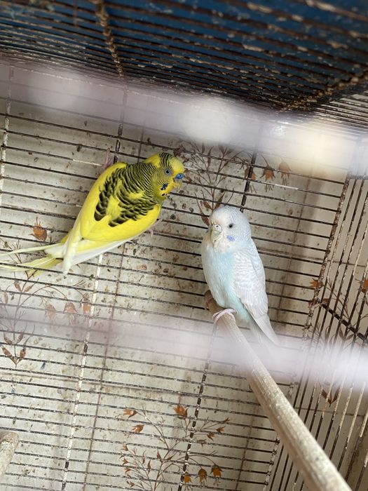 Piriquitos Novos  2025