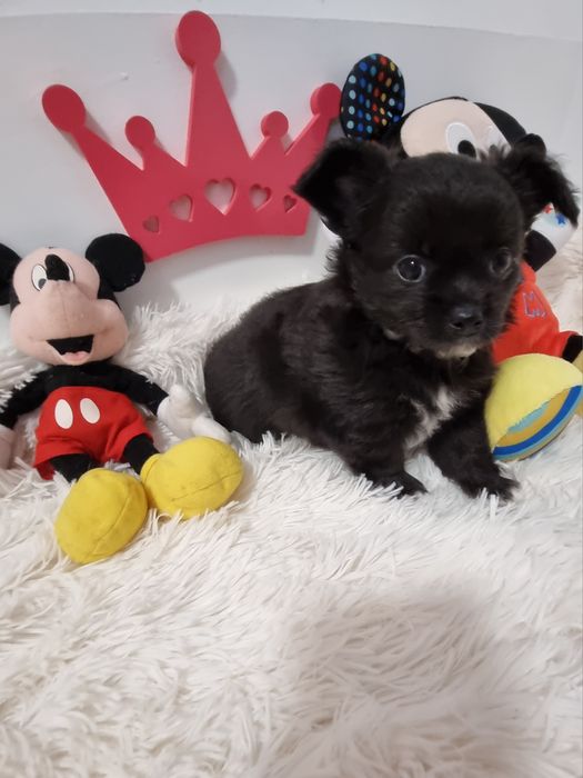 Chi macho cor preto de pêlo comprido c Pedigree e afixo