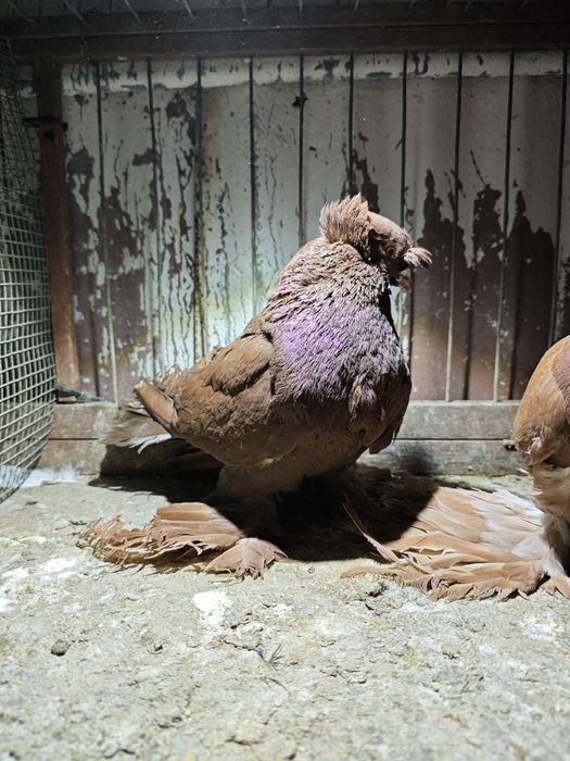 Turkoty samce czerwone