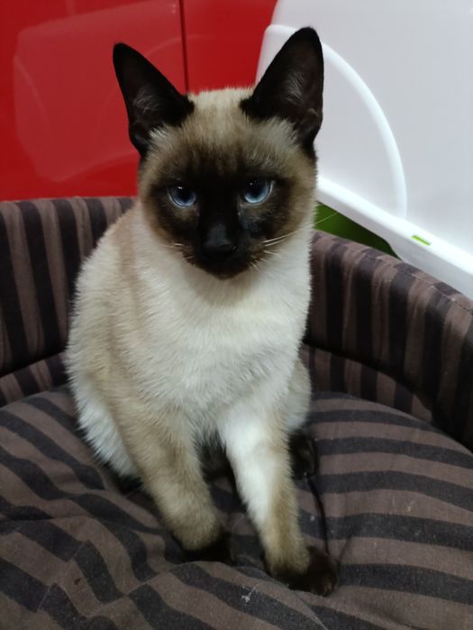 Меконгський бобтейл