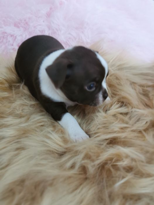 Suczka Chihuahua