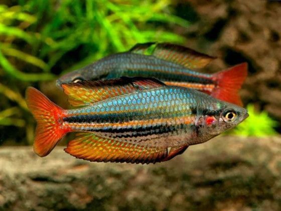Райдужниця аустраліс рибка акваріумна