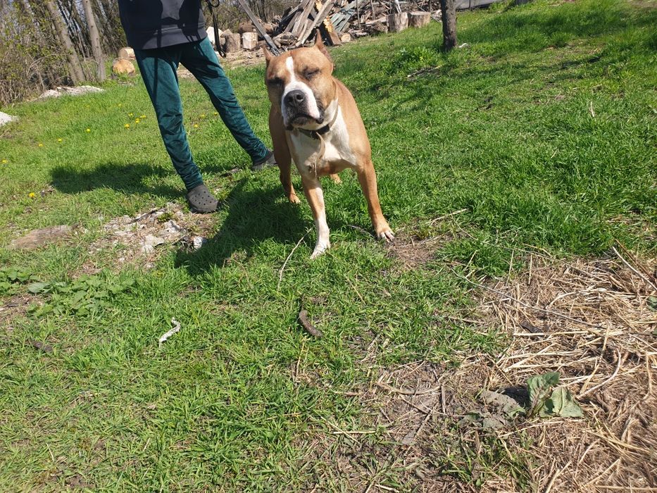 Американский старфордшинский терьер