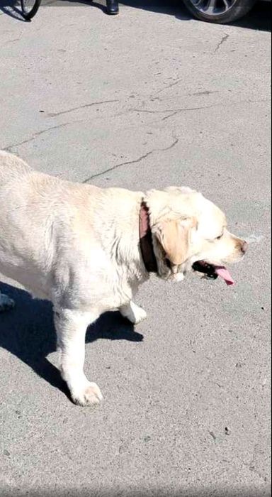 дівчинка безкоштовно