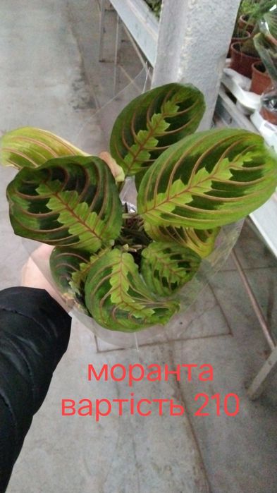 Рослини, квіти, вазони кімнатні