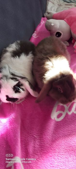 Kroliki mini lop