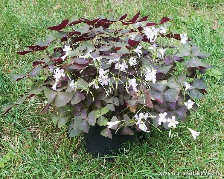 Kłącza Szczawik purpurowy Oxalis triangularis zestaw 10 szt.