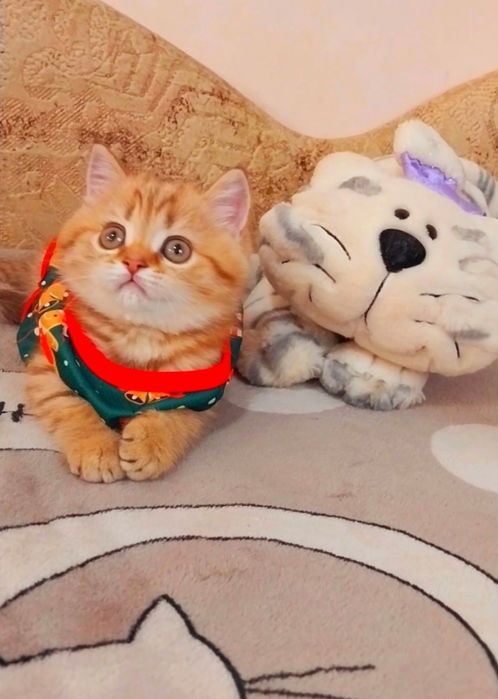 Ооочень милая девочка Золотая шотландочка