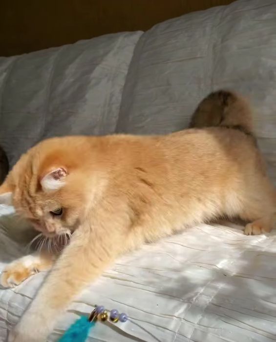 Ручные лапулички, нежные котята золотая шиншилла