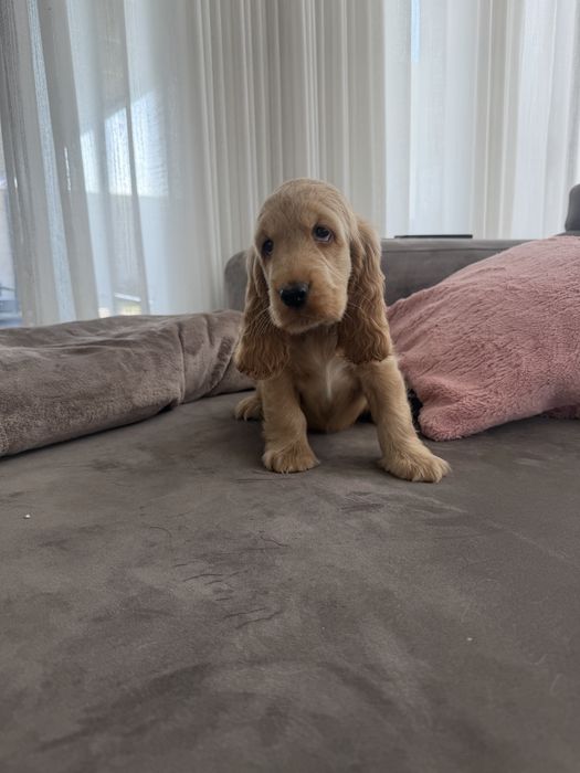 Cocker menino  lindo