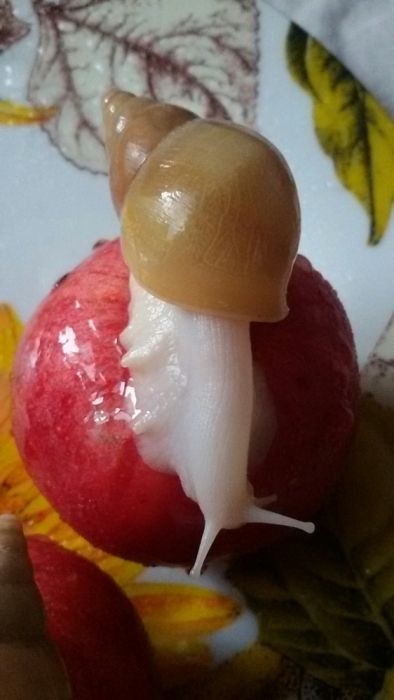 10 грн ЛИМИКОЛЯРИИ Ахатина, АрхАхатина улитки - Равлики