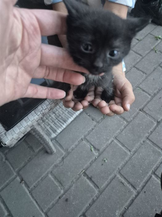 Oddam pięć kotków