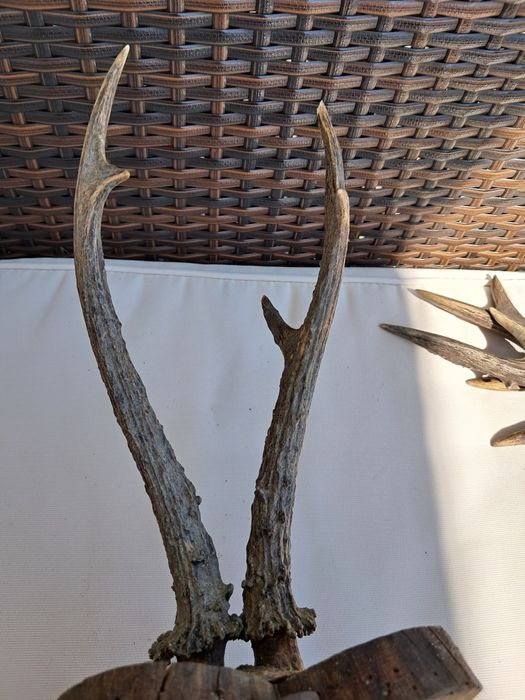 Poroże poroża 2 sztuki rogi