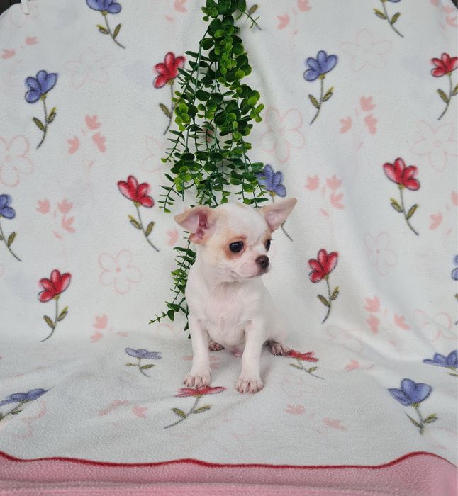 Estupendo menino mini Chihuahua Linhagem Russa de Qualidade