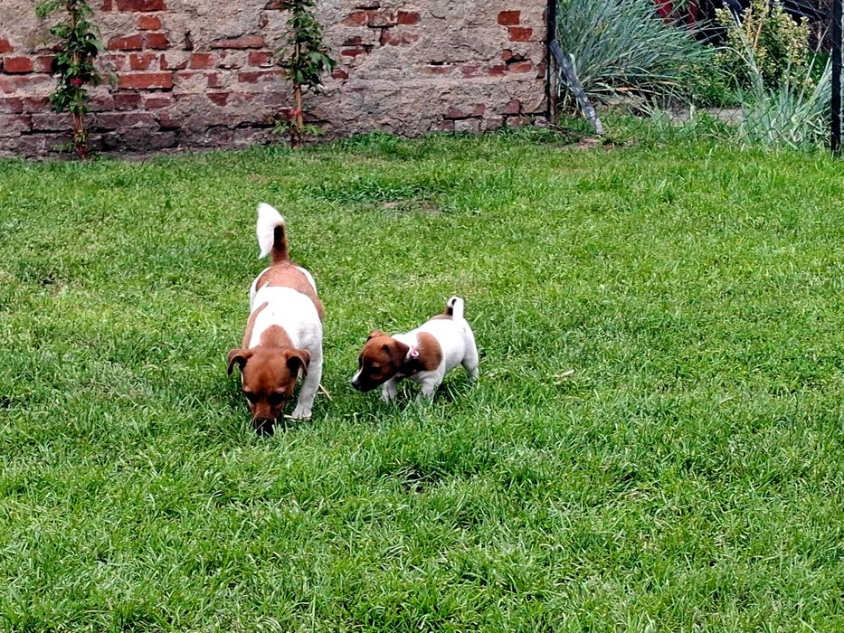 Suczka Jack Russell Terrier FCI ZKwP