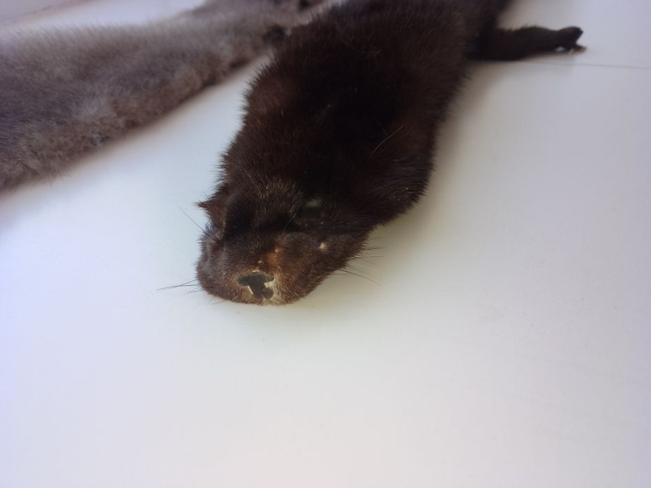 Шкурки хутро норка , дві штуки