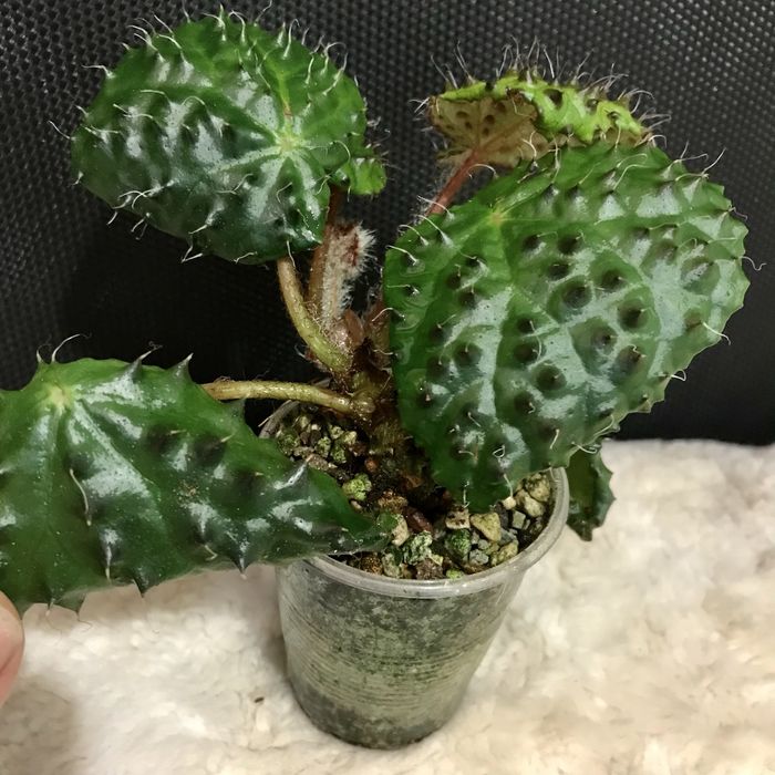 Begonia melanobullata. Бегония Меланобулата.