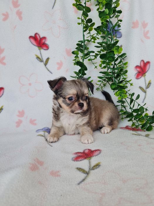 Excecional mini pelo longo Chihuahua/Chiuaua de Qualidade