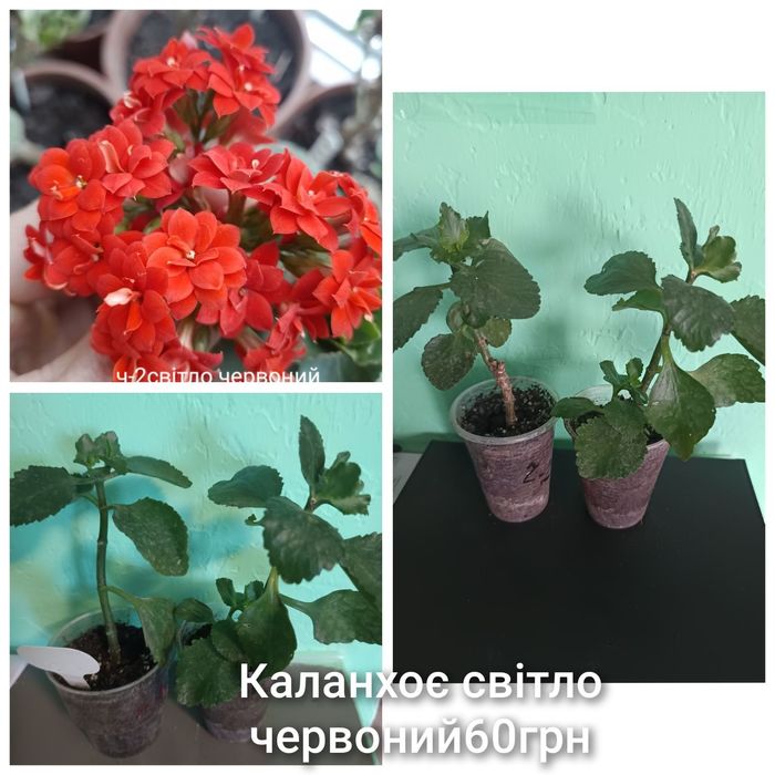 Пропонуючи набори каланхоє