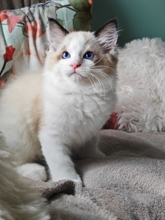 Ragdoll - przepiękny kocurek Zazu rodowód FPL